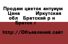 Продам цветок антуиум › Цена ­ 500 - Иркутская обл., Братский р-н, Братск г.  »    